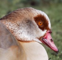 EgyptianGoose_Stacked_1018_CROP.jpg