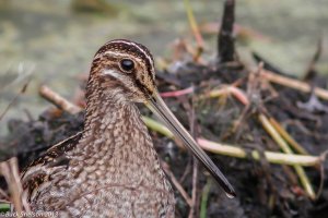 Wilson's Snipe head.jpg
