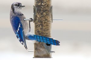 Blue Jay.jpg