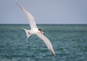 Royal Tern with fish FFS-13-31.jpg