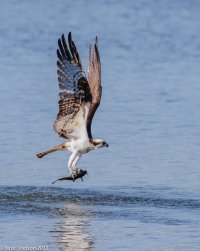 Osprey with catfish.jpg