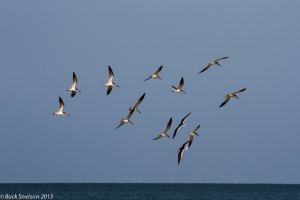 Black Skimmer flock FFS-13-31.jpg