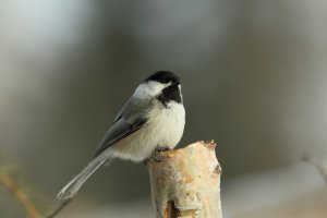 Chickadee_280_2335.JPG