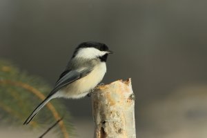 Chickadee_300_2252.JPG
