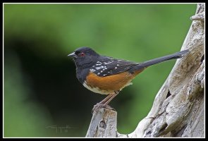 12-05-27 - 29827  .jpg