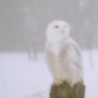 snowy.jpg