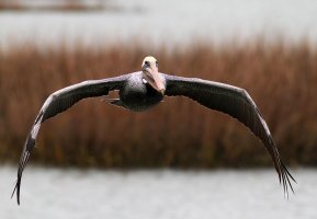 Brown Pelicans Fishing in the Salt Marsh 01.jpg