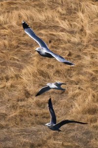 California_Gulls.jpg