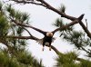 Bald Eagle Jumps Off From Pine Tree 06.jpg