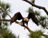 Bald Eagle Jumps Off From Pine Tree 07.jpg