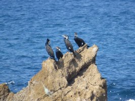 Cormorants_0014_800.jpg