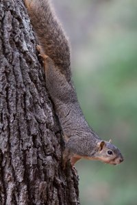 My Squirrel Buddy at Work-2053.jpg