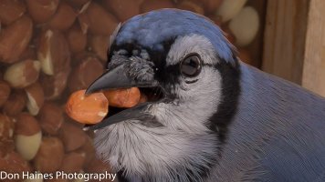 BlueJay.jpg