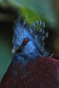 crowned pigeon reduced.jpg
