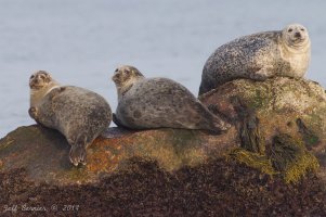 IMG_3734.jpg