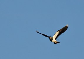 Lapwing.jpg