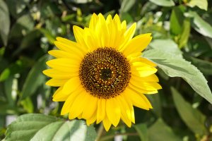 2. Sun Flower with a7+24-70 at f 4.5.jpg