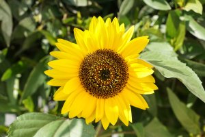 4. Sun Flower with a7+24-70 at f 5.6.jpg