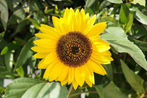 6. Sun Flower with a7+24-70 at f 7.1.jpg