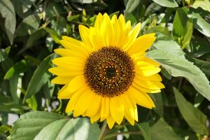 8. Sun Flower with a7+24-70 at f 9.jpg
