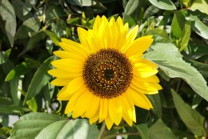 9. Sun Flower with a7+24-70 at f 10.jpg