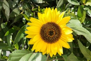 10. Sun Flower with a7+24-70 at f 11.jpg