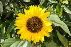 11. Sun Flower with a7+24-70 at f 13.jpg