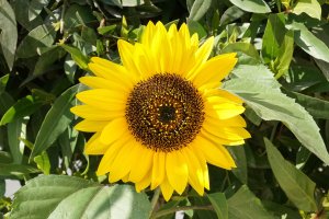 14. Sun Flower with a7+24-70 at f 18.jpg