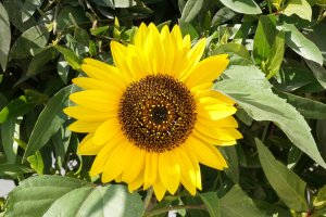 15. Sun Flower with a7+24-70 at f 20.jpg