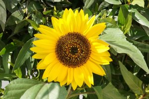 16. Sun Flower with a7+24-70 at f 22.jpg