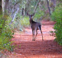 DG0U0641deer.JPG