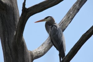 Great Blue Heron.jpg