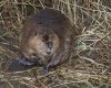 beaver dozing by bridge_1.JPG