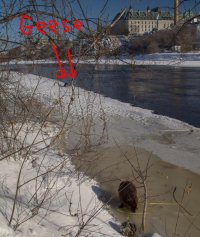 beaver.jpg