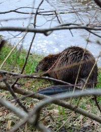 beaver1small.jpg