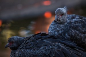 san diego zoo not the flamingos.jpg