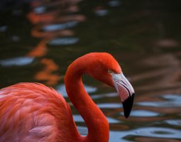 san diego zoo flamingo and water.jpg
