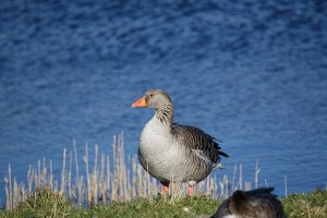 GreyLagA0428_small.jpg