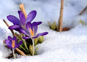 5X7 47 Snow Flowers.jpg