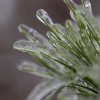 Frozen Pine Needles.JPG