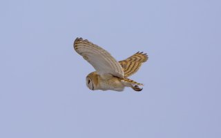 Barn Owl - 4487 - 3.jpg