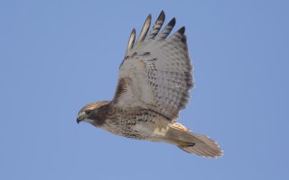 Hawk 1920x1200 - 3345.jpg