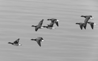 Brant - 4448 - bw.jpg