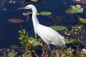 Snowy_Egret-11.jpg