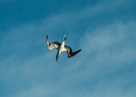 Diving Booby.jpg