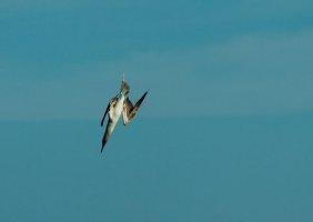 Diving Booby-2.jpg