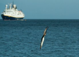 Diving Booby-3.jpg