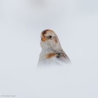 SnowBunting-2.jpg