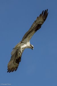 Osprey-3.jpg