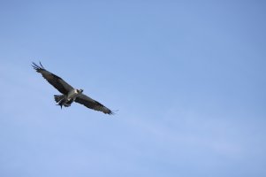 IMG_8702_1.JPG